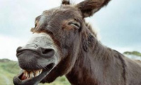 بوکی و لوک و خر خردمند بوکی و لوک و خر خردمند