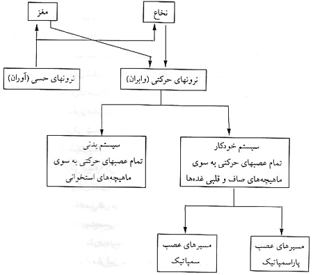 فیزیولوژی استرس