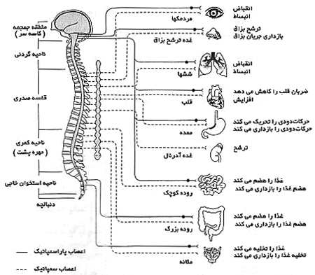 فیزیولوژی استرس