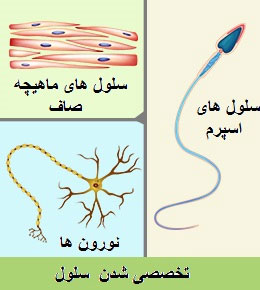 تخصصی شدن سلول  همراه با مثال