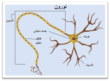 تخصصی شدن سلول  همراه با مثال