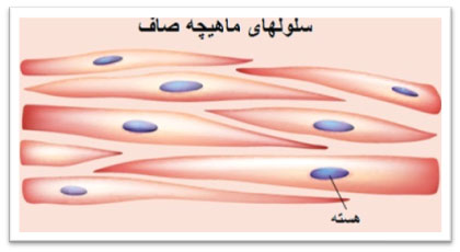تخصصی شدن سلول  همراه با مثال