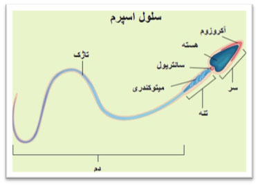 تخصصی شدن سلول  همراه با مثال