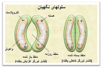 تخصصی شدن سلول  همراه با مثال