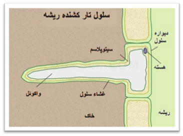 تخصصی شدن سلول  همراه با مثال