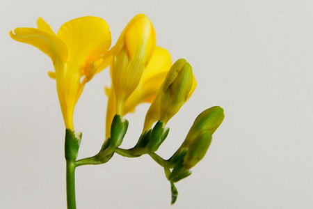   بهترین تکنیک های فوکوس