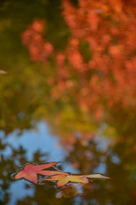   بهترین تکنیک های فوکوس