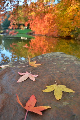   بهترین تکنیک های فوکوس