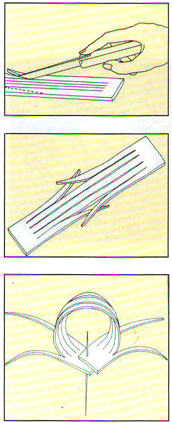 گل عنکبوت هویجی