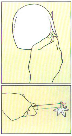  جغد بادمجانی
