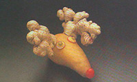  گوزن دماغ قرمز