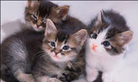 واقعیات گربه‌ها 