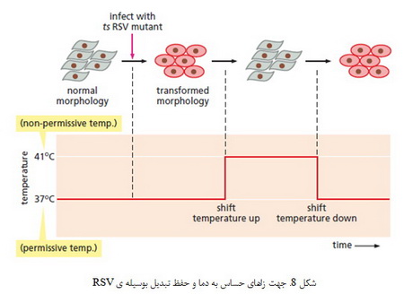  ویروس های توموری (1)