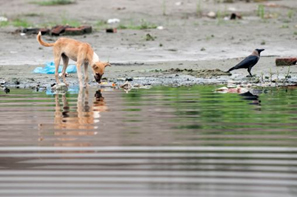 آلوده‌ترین رودخانه‌های جهان