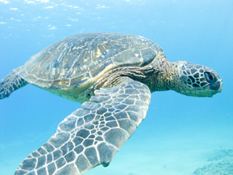 موجودات دریایی با طول عمر باور نکردنی