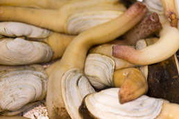 موجودات دریایی با طول عمر باور نکردنی