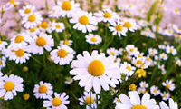 درباره گیاه بابونه درباره گیاه بابونه