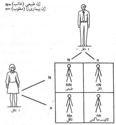  نظریه‌ی بیولوژیکی- فیزیولوژیکی