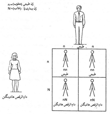  نظریه‌ی بیولوژیکی- فیزیولوژیکی