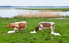 علل آلودگی آب