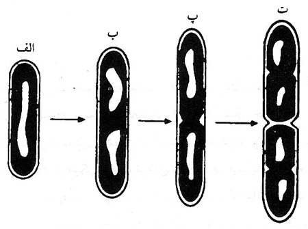 کیفیت بهداشتی شیر
