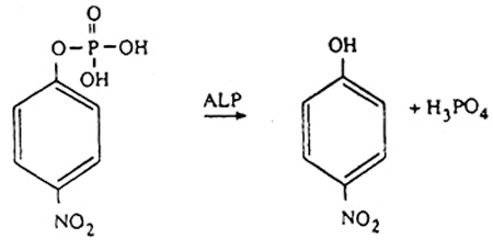 شیر فرآوری شده شیر فرآوری شده
