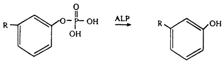 شیر فرآوری شده شیر فرآوری شده