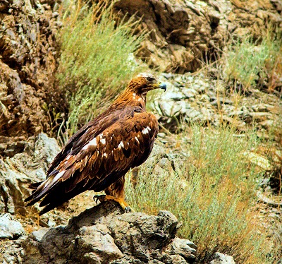 بهرام و گورها