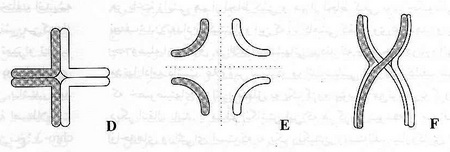 دارلینگتن، سیریل دین دارلینگتن، سیریل دین