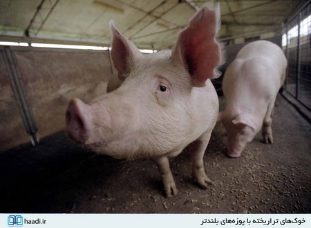 محصولات تراریخته؛ نابودگر نسل‌های آینده