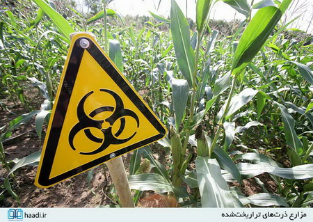محصولات تراریخته؛ نابودگر نسل‌های آینده