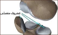  کارکرد غضروف