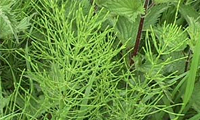   چای دم اسبی