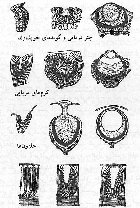  چرا پیر می‏شویم؟