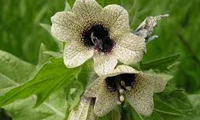  بنگ دانه Hy0scyamus 