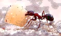 زن دانا زن دانا