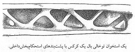 گزینش طبیعی و شایستگی 