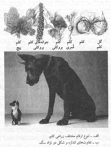  گزینش طبیعی و شایستگی 