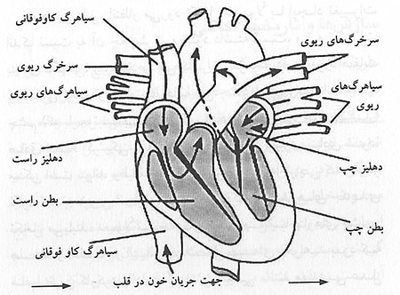  گزینش طبیعی و شایستگی 