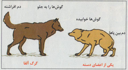 سلطان دشتهای یخ زده سلطان دشتهای یخ زده