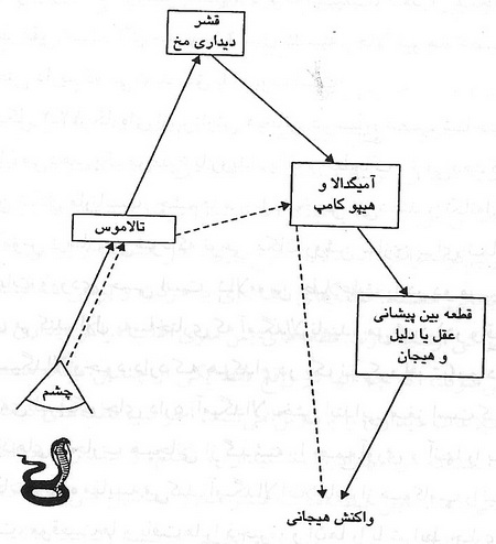 اساس فیزیولوژیکی فضیلت 
