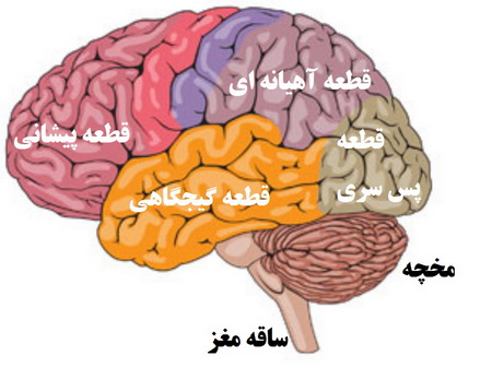  اساس فیزیولوژیکی فضیلت 