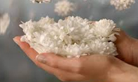 بنده پروری بنده پروری