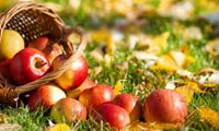  بوی سیبستان وحدت وجود در مثنوی
