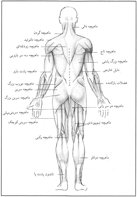 ورزش باستانی و تربیت بدنی