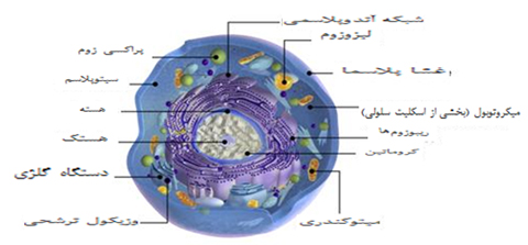 حقایق سیتوپلاسمی