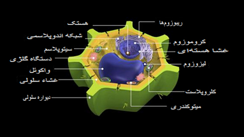 حقایق سیتوپلاسمی