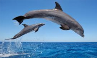 سکونت گاه دلفین‌ها : دلفین‌ها کجا زندگی می‌کنند؟