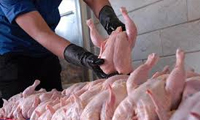   بررسی اجمالی مرغ ارگانیک
