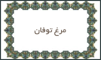 مرغ توفان